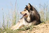 CHIEN FINNOIS DE LAPONIE 536